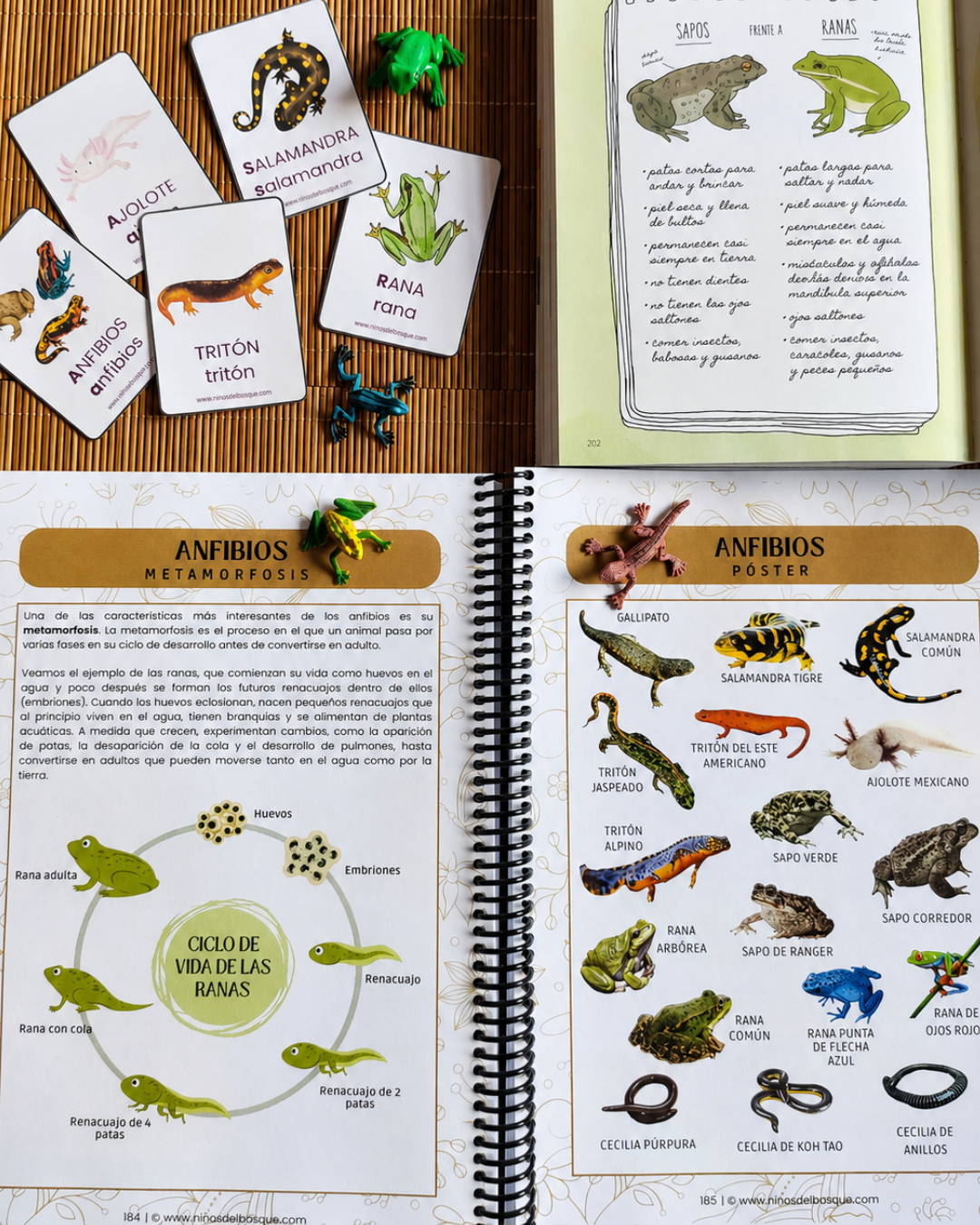 Pack: Vida en el Estanque y Anfibios