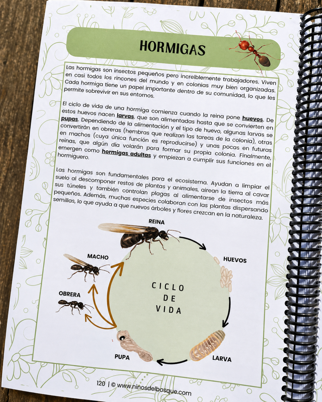 Pack: Insectos