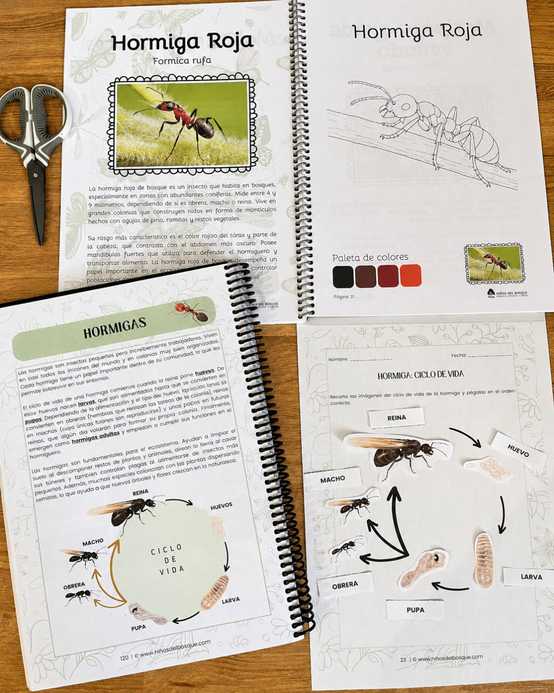Pack Insectos + Identifica y Colorea Insectos
