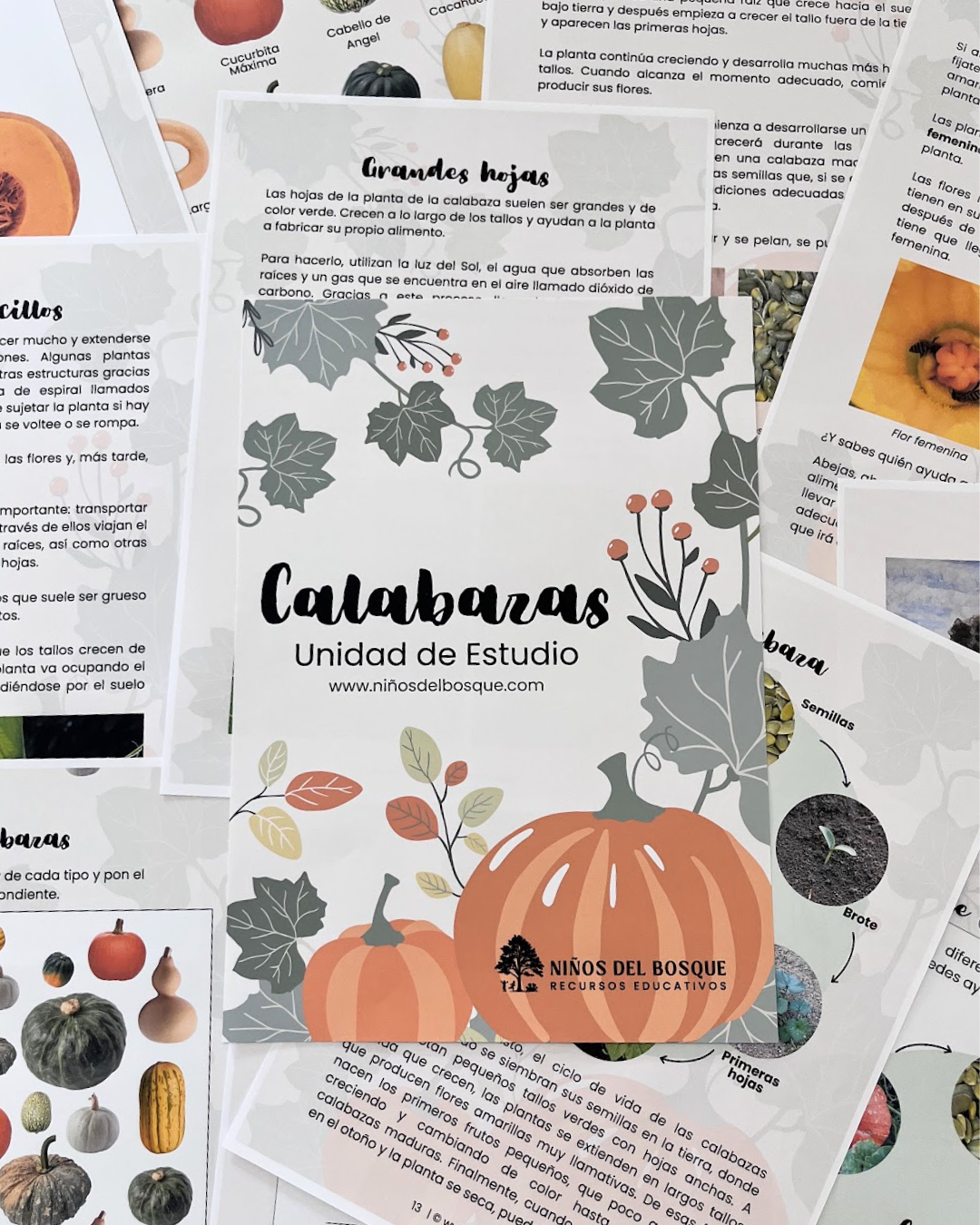 Calabazas Unidad de Estudio
