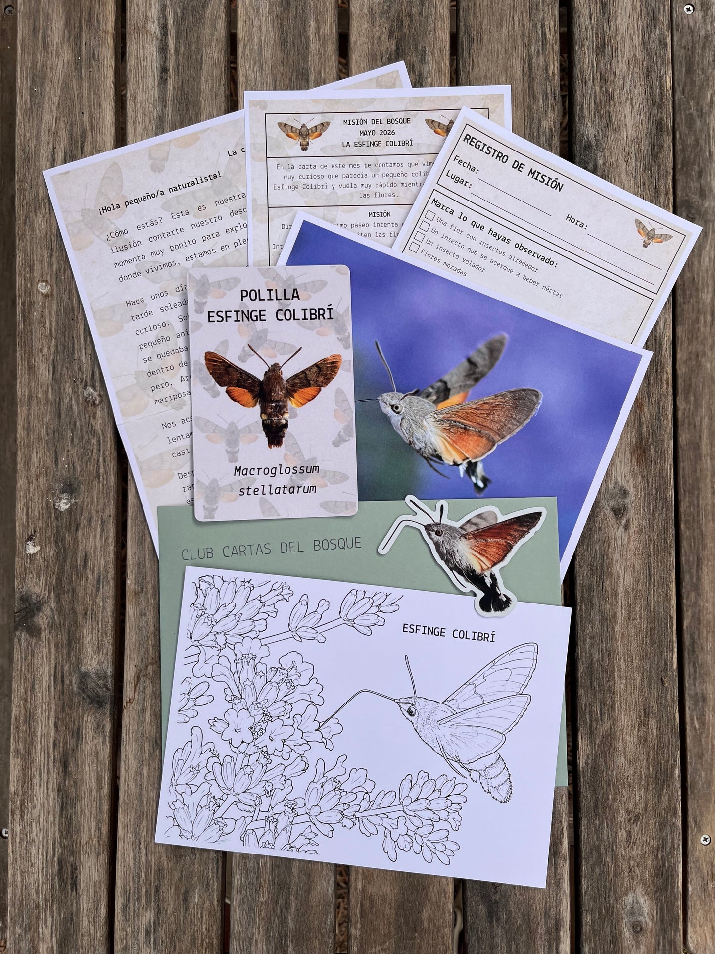 Edición 1 | Mayo | Esfinge colibrí
