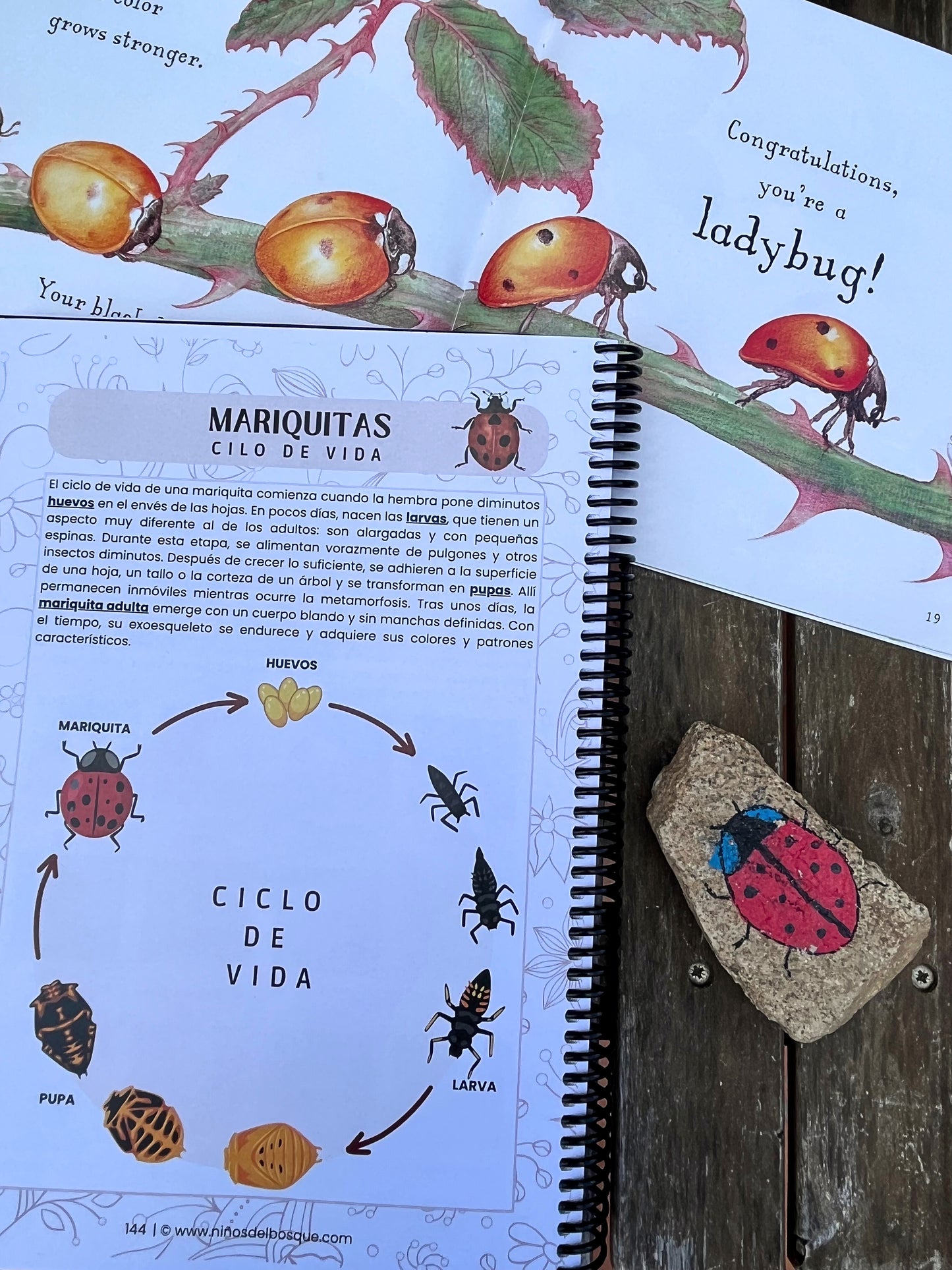 Pack: Insectos I y II