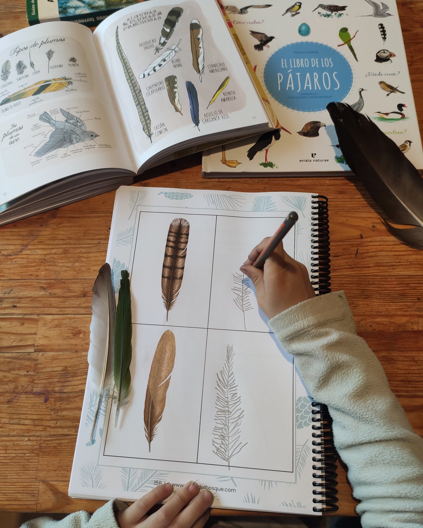 Niño dibujando y clasificando plumas en una actividad de un cuaderno de naturaleza para niños, con libros de aves y plumas reales sobre la mesa