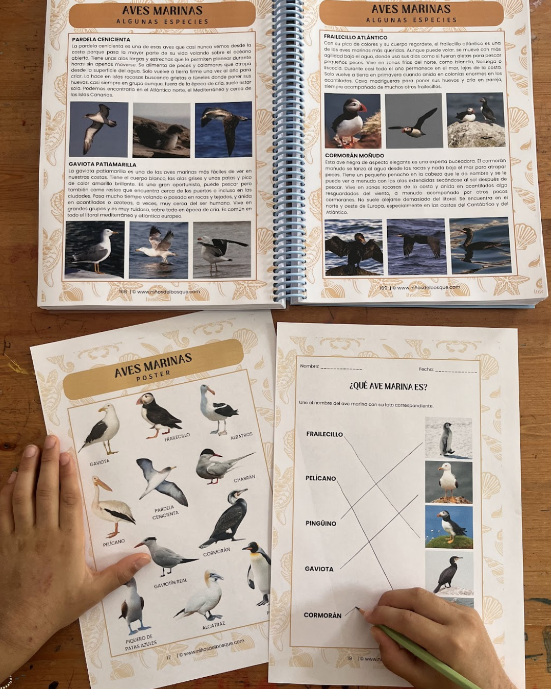 Pack: Mamíferos y Aves Marinas