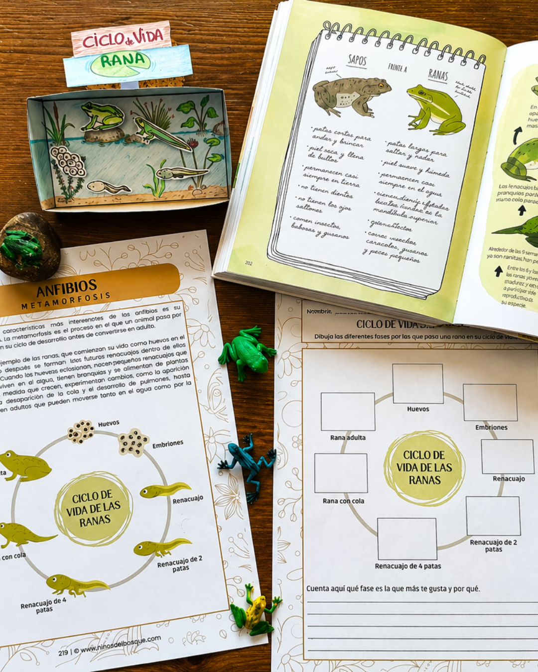 Pack: Vida en el Estanque y Anfibios