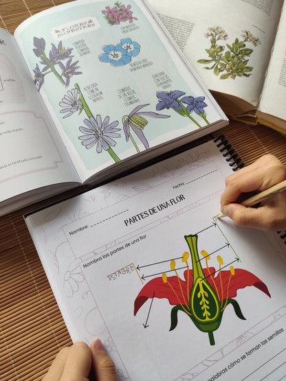 Pack: Semillas y Flores