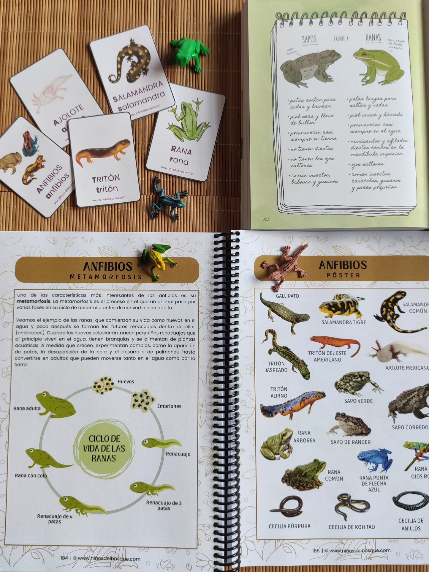 Pack: Vida en el Estanque y Anfibios