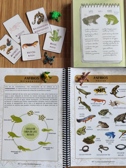 Pack: Vida en el Estanque y Anfibios