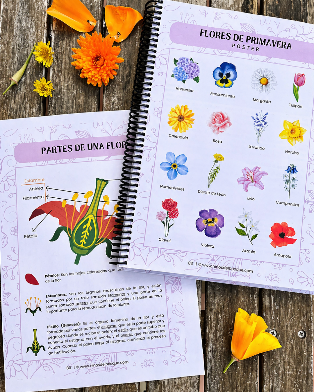 Guía de Estudios Naturales de Primavera