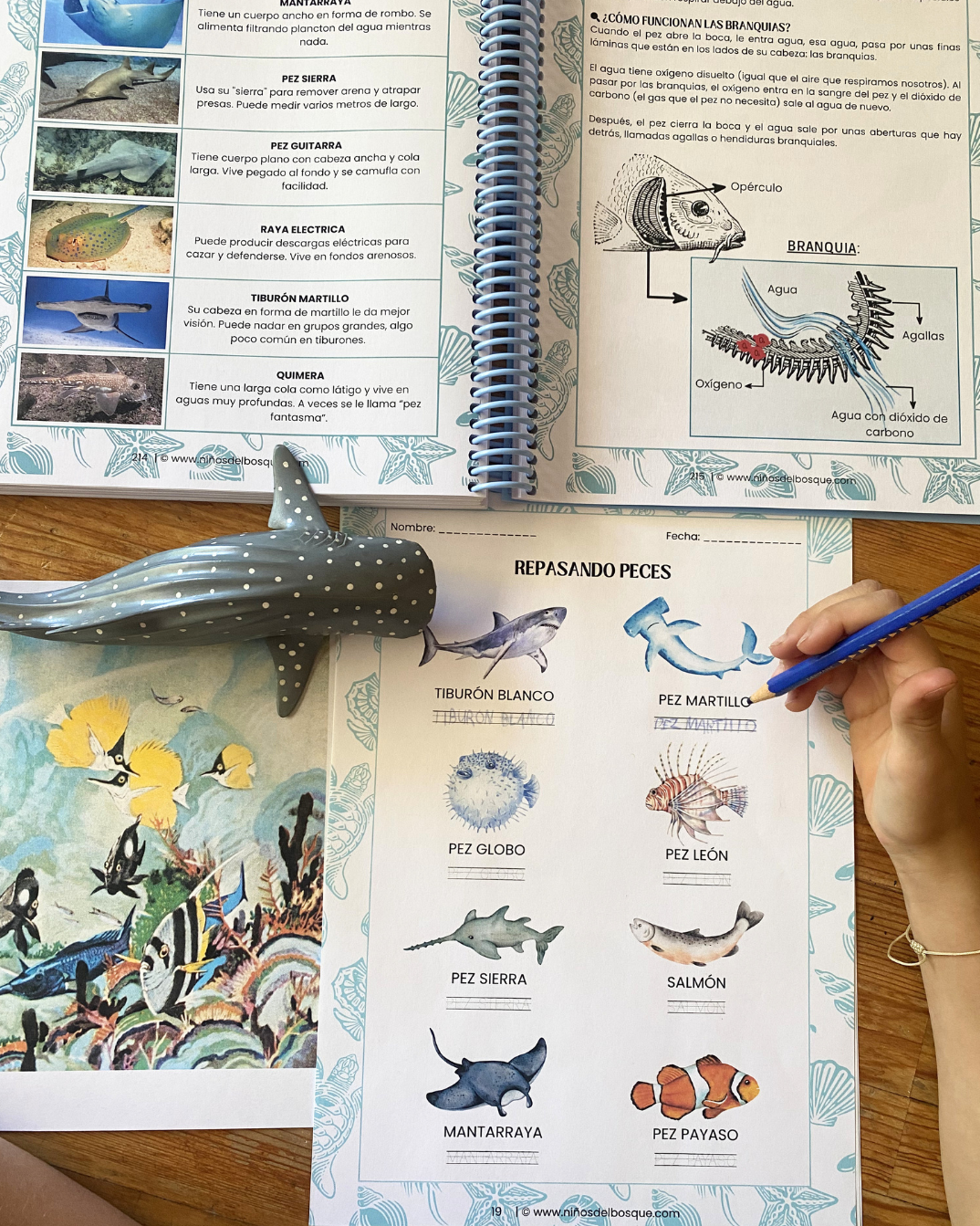 Pack: Peces e Invertebrados