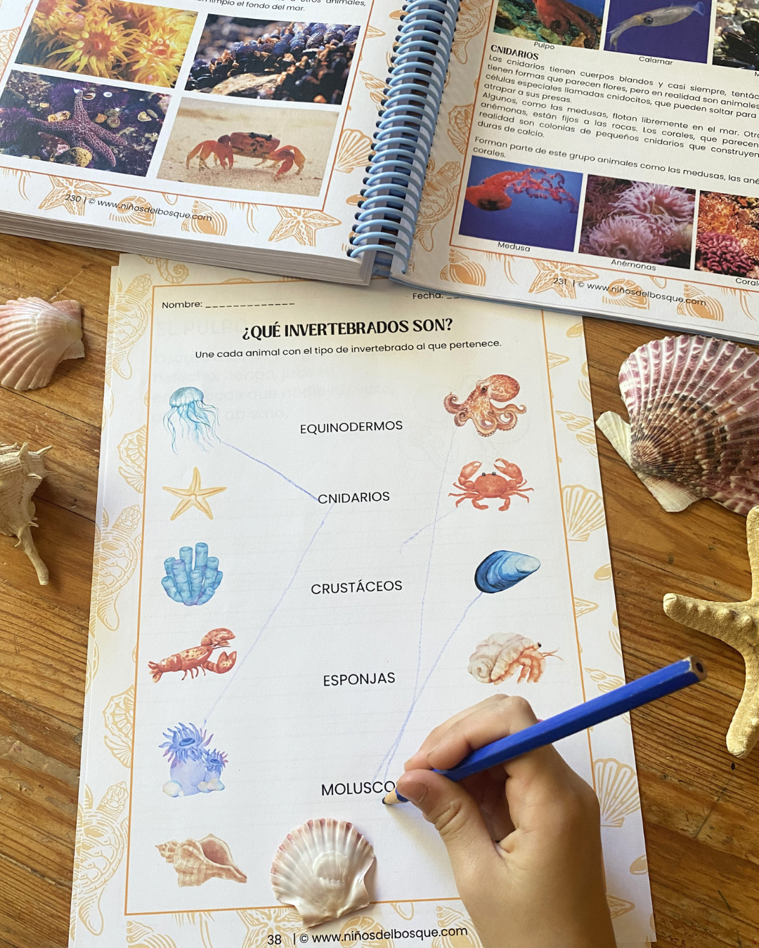 Pack: Peces e Invertebrados