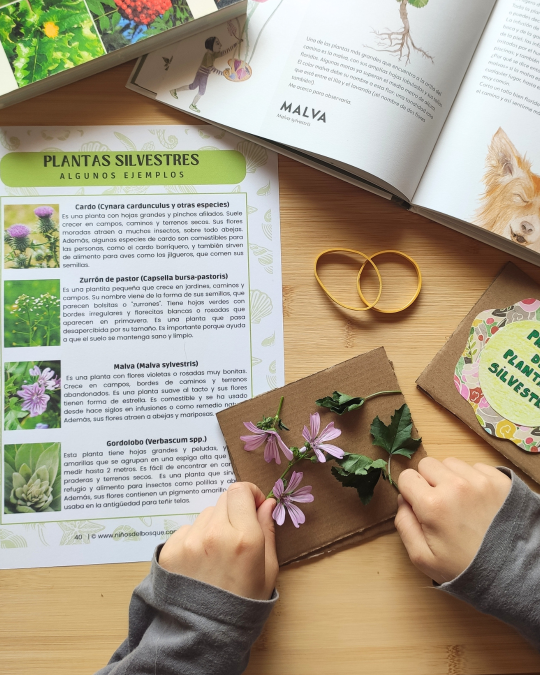 Pack: Plantas Silvestres y Frutos de Verano