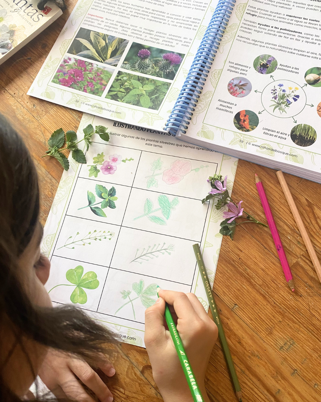 Pack: Plantas Silvestres y Frutos de Verano