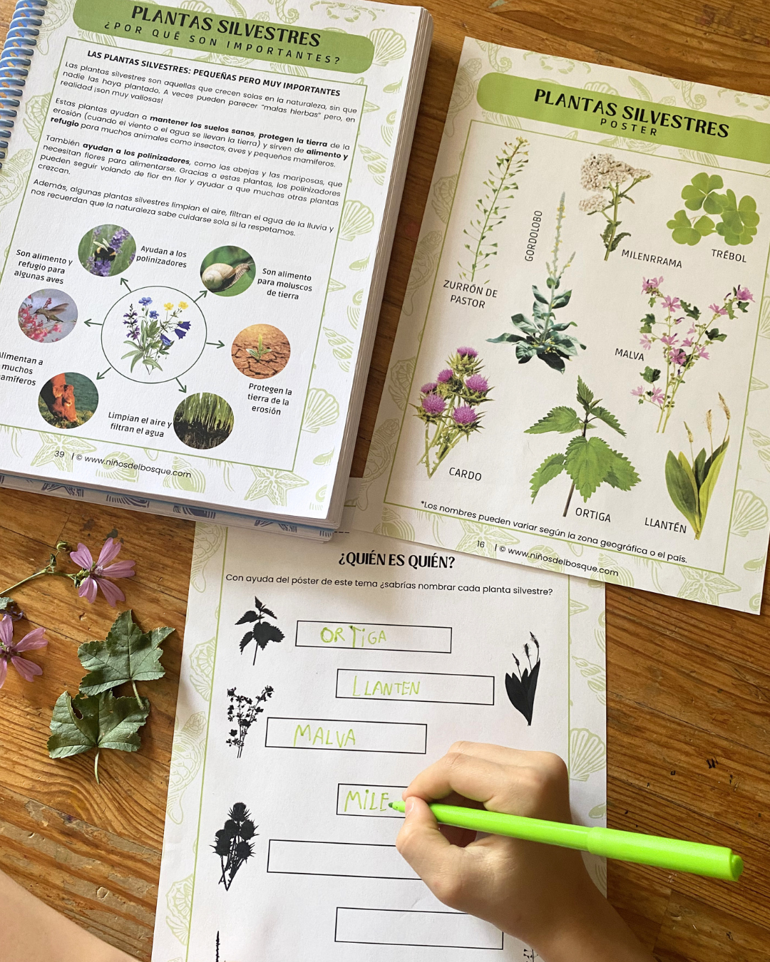 Pack: Plantas Silvestres y Frutos de Verano