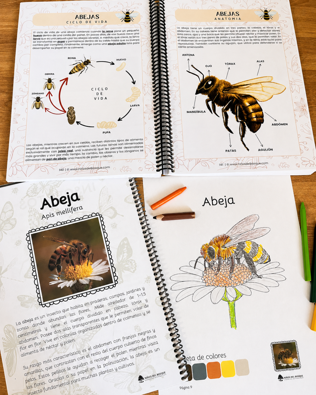 Pack Insectos + Identifica y Colorea Insectos