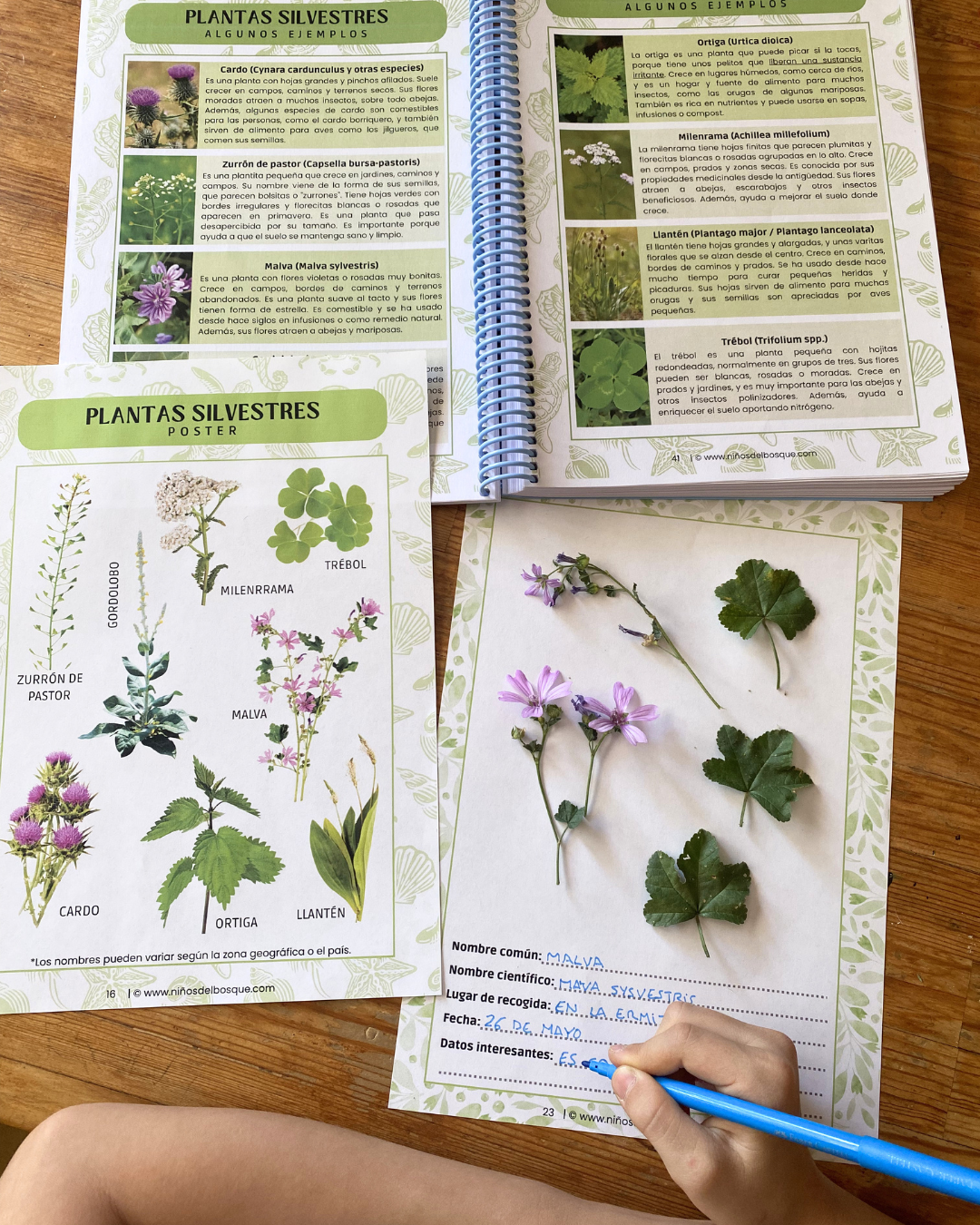 Pack: Plantas Silvestres y Frutos de Verano