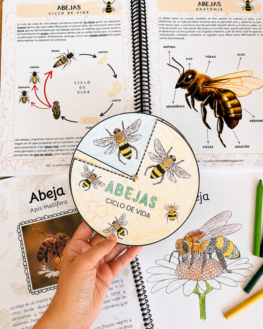 Pack Insectos + Identifica y Colorea Insectos