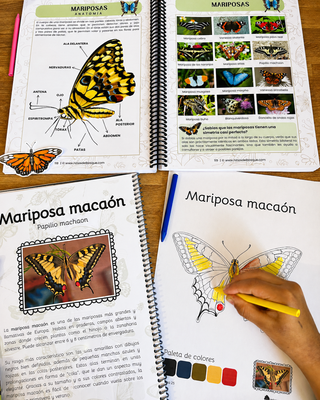 Pack Insectos + Identifica y Colorea Insectos