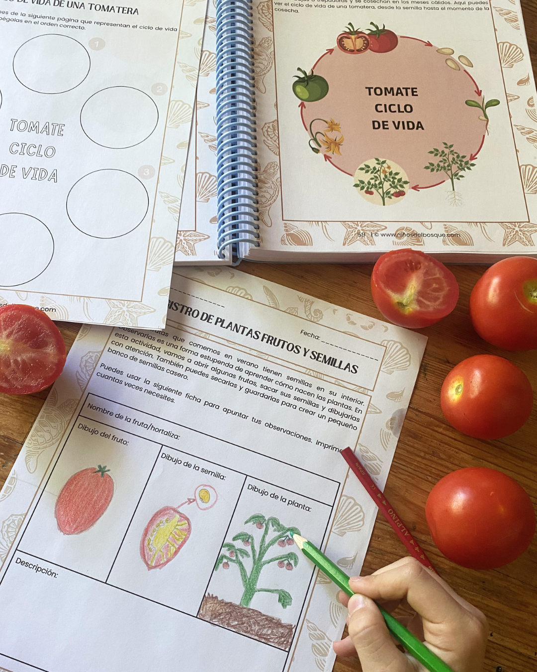 Pack: Plantas Silvestres y Frutos de Verano