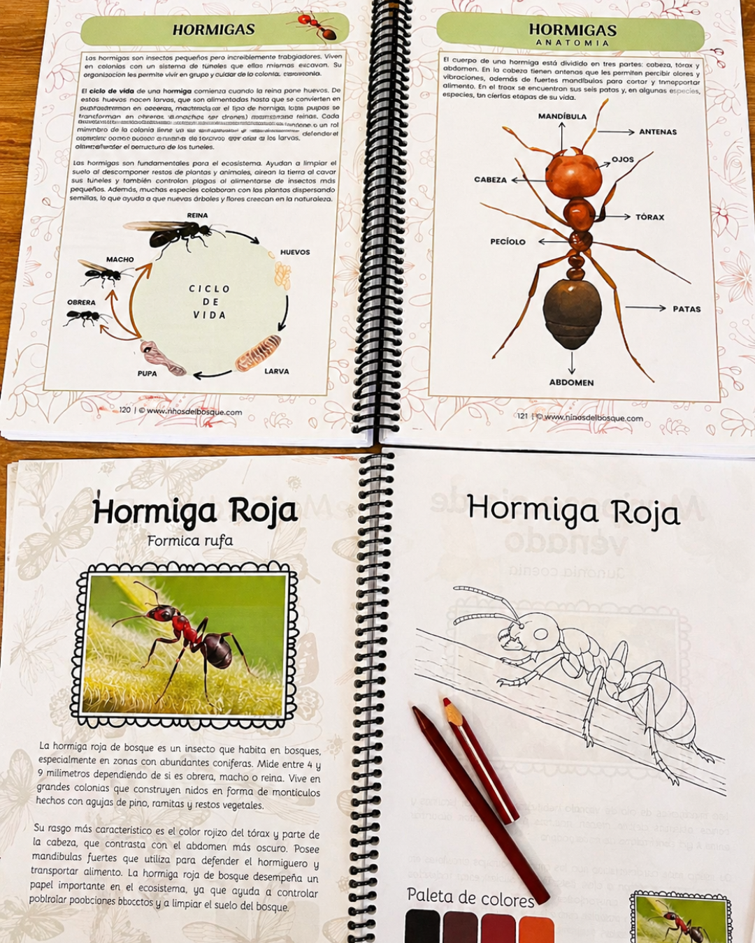 Pack Insectos + Identifica y Colorea Insectos