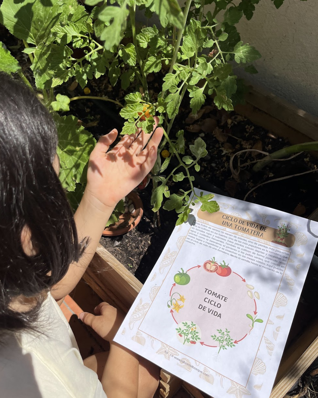 Pack: Plantas Silvestres y Frutos de Verano