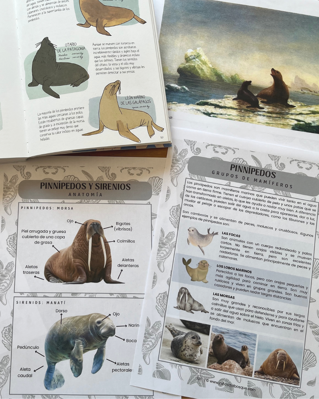 Pack: Mamíferos y Aves Marinas