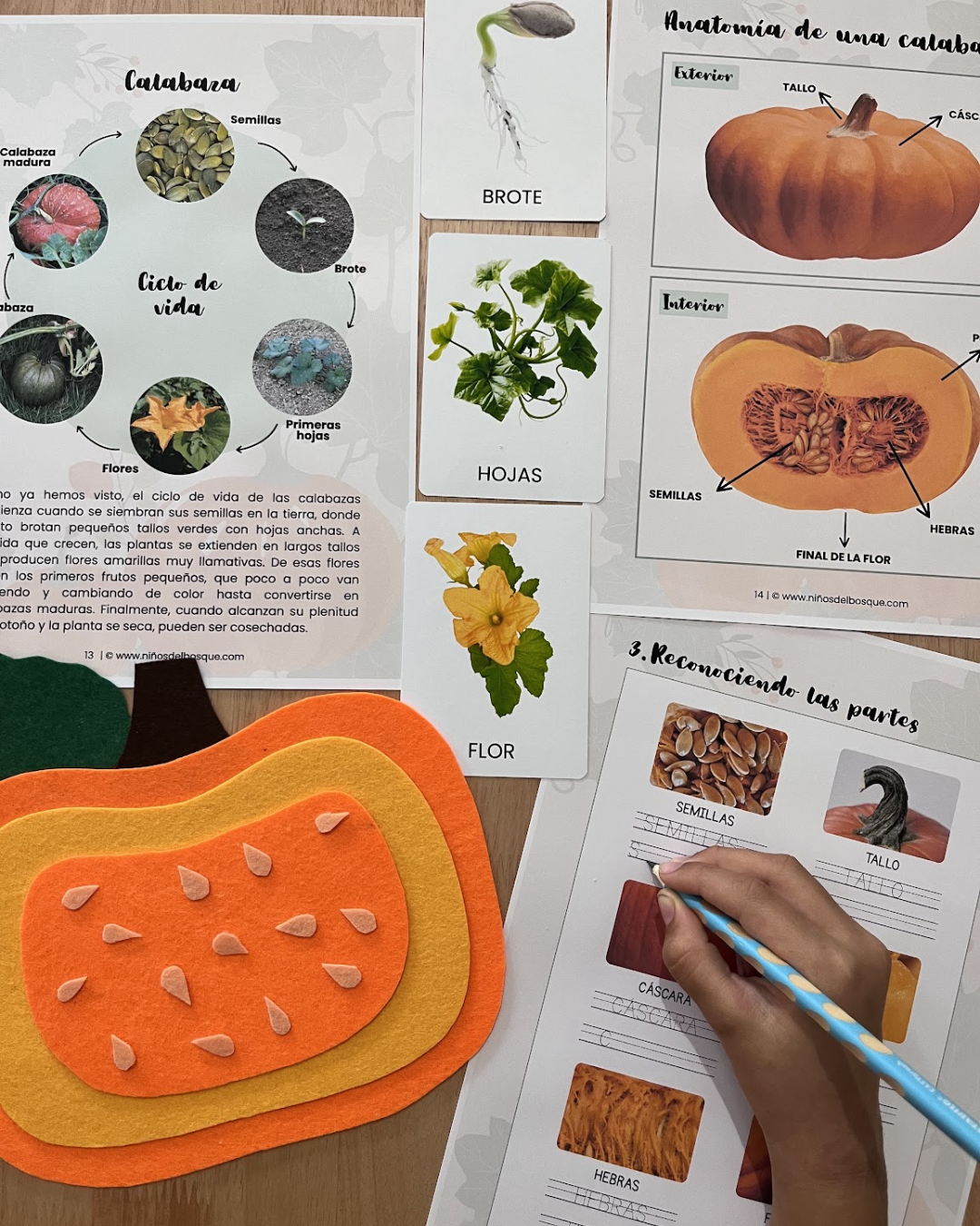 Calabazas Unidad de Estudio