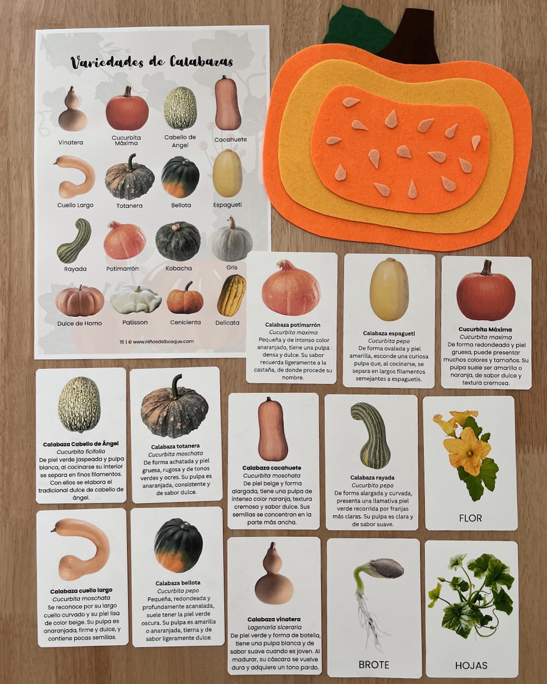 Calabazas Unidad de Estudio