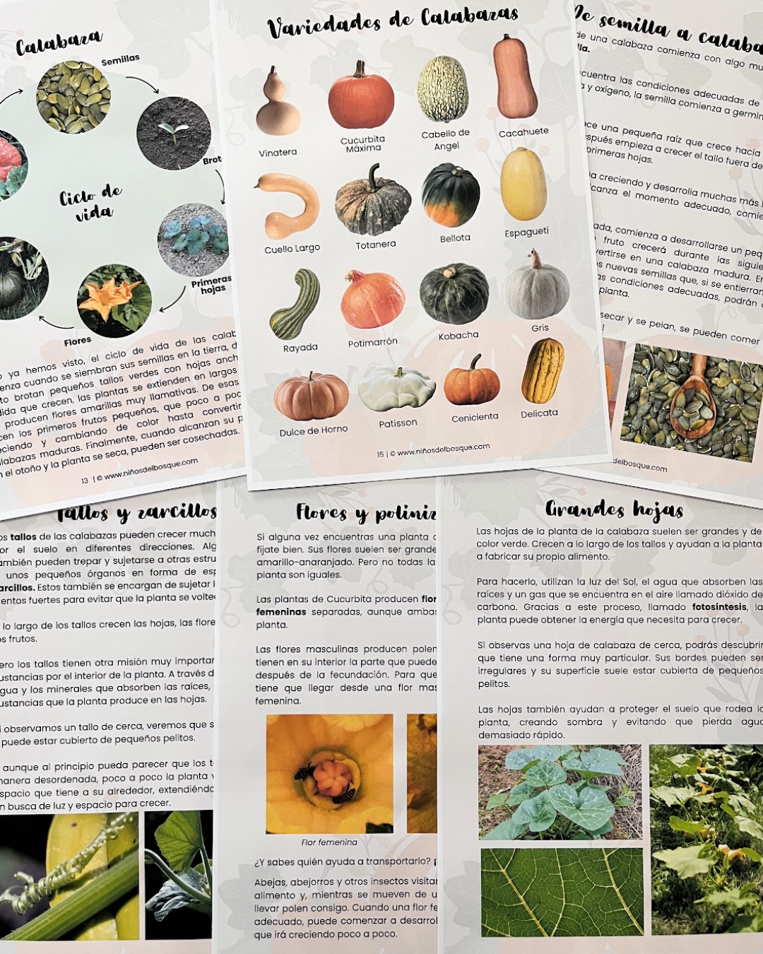 Calabazas Unidad de Estudio