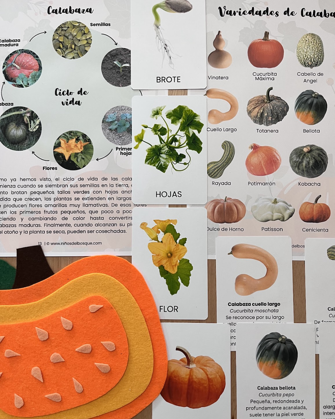 Calabazas Unidad de Estudio