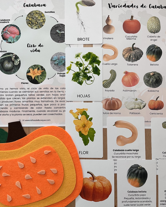 Calabazas Unidad de Estudio