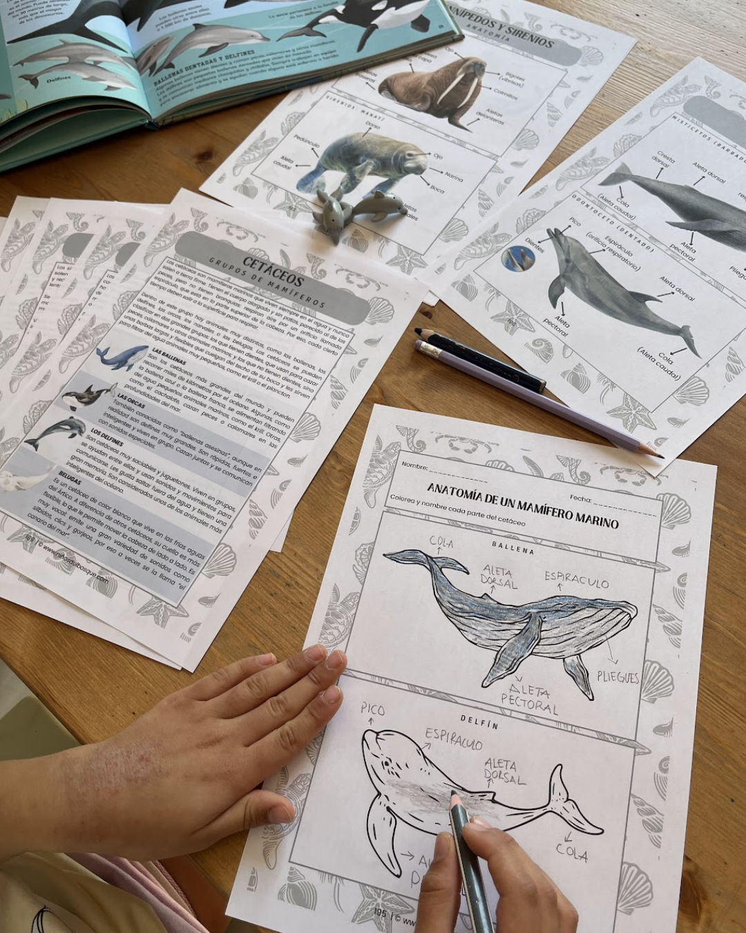Pack: Mamíferos y Aves Marinas