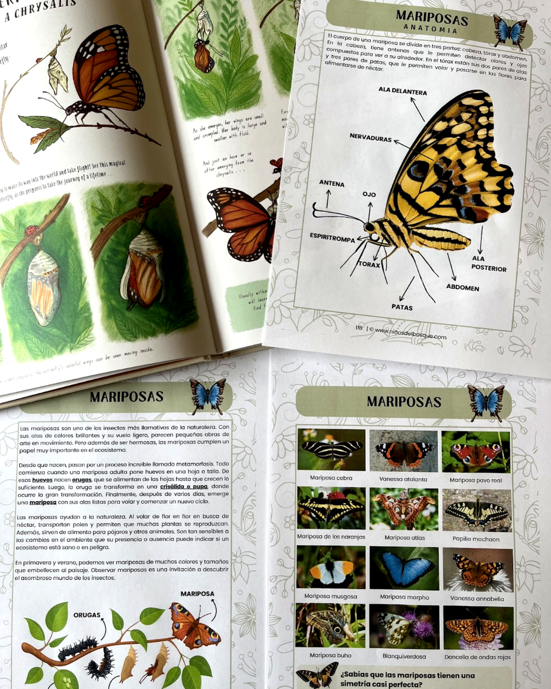Guía de Estudios Naturales de Primavera