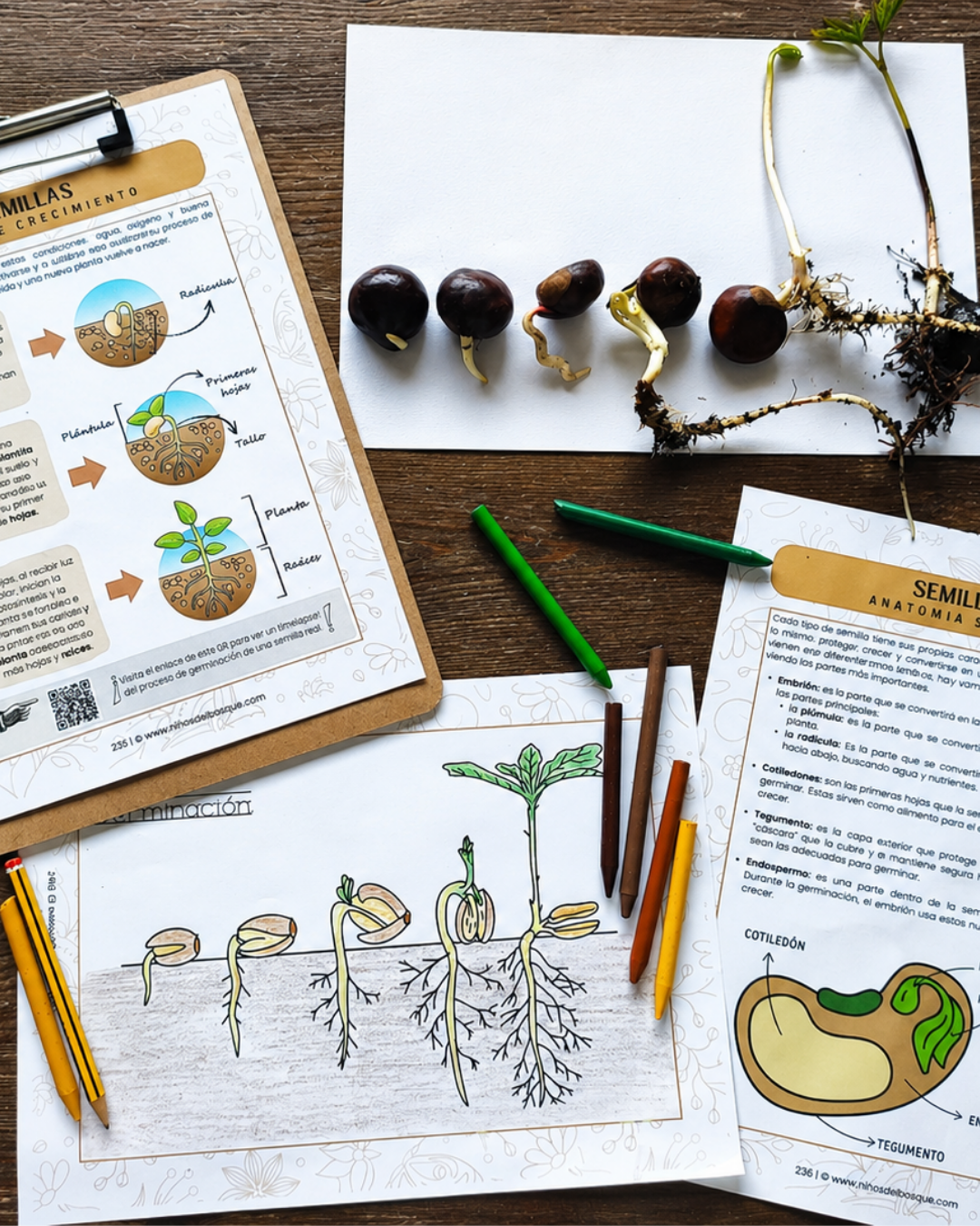 Guía de Estudios Naturales de Primavera