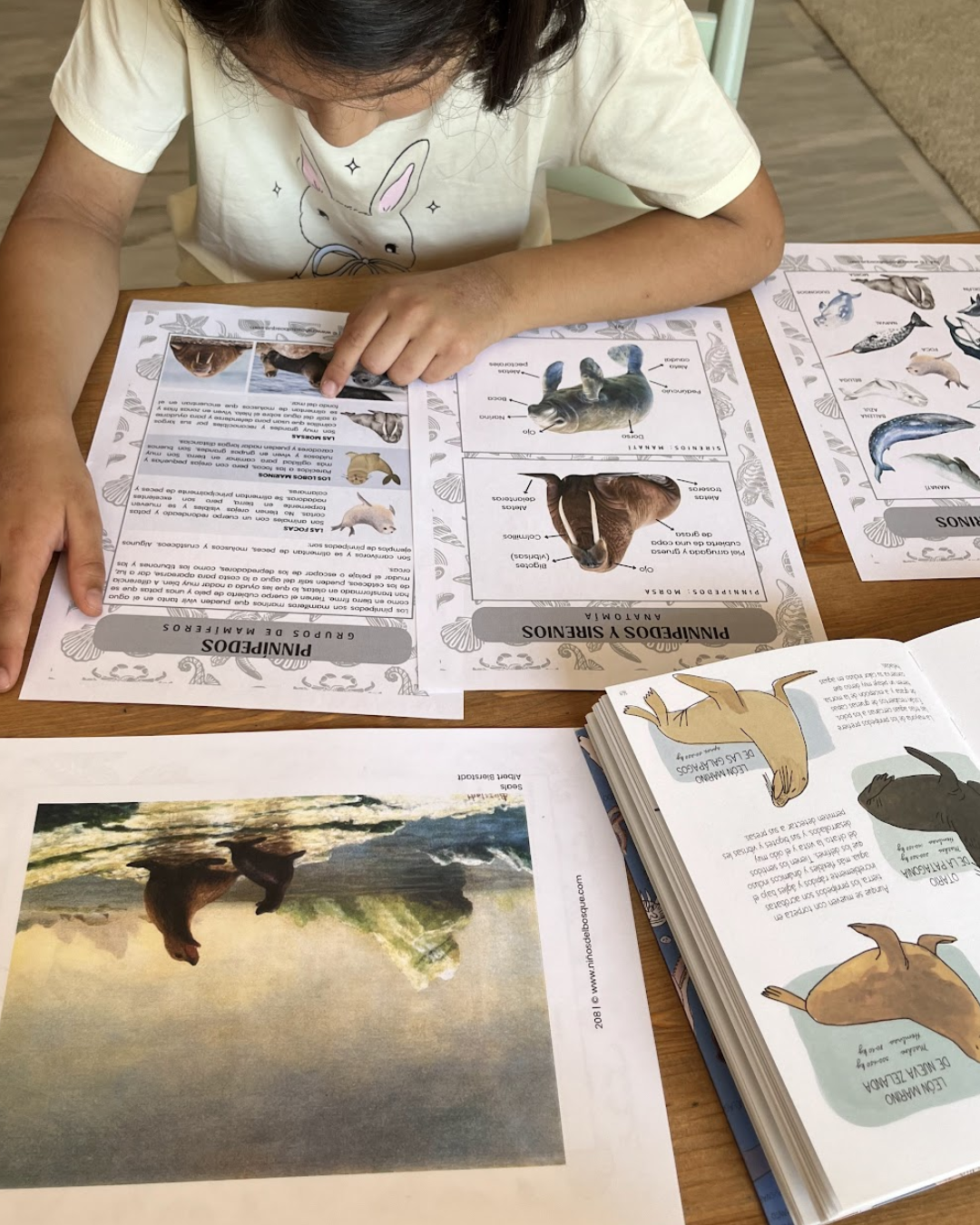 Pack: Mamíferos y Aves Marinas