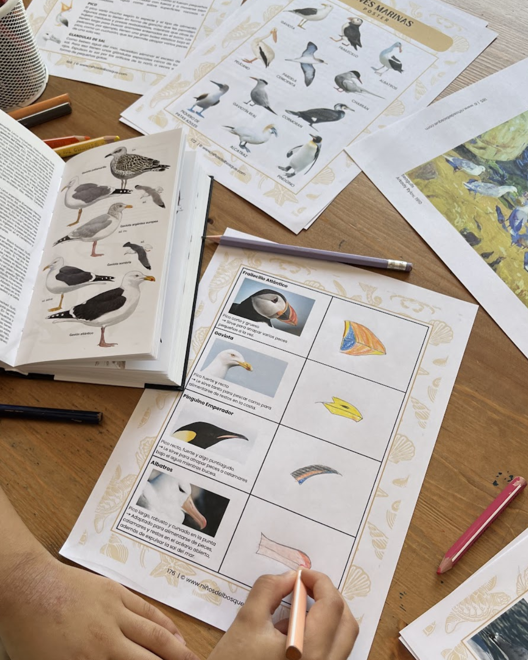 Pack: Mamíferos y Aves Marinas