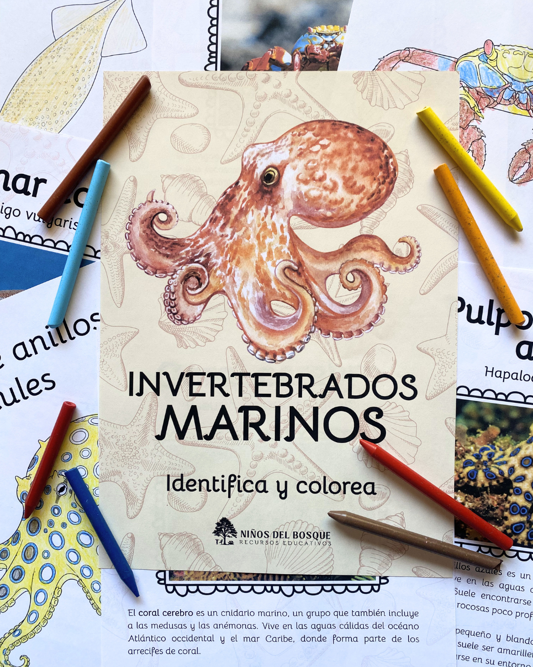 Libro colorear e identificar INVERTEBRADOS MARINOS