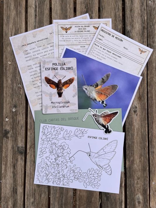 Edición 1 | Mayo | Esfinge colibrí