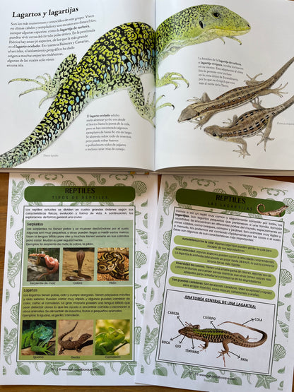 Semana Suelta: Reptiles