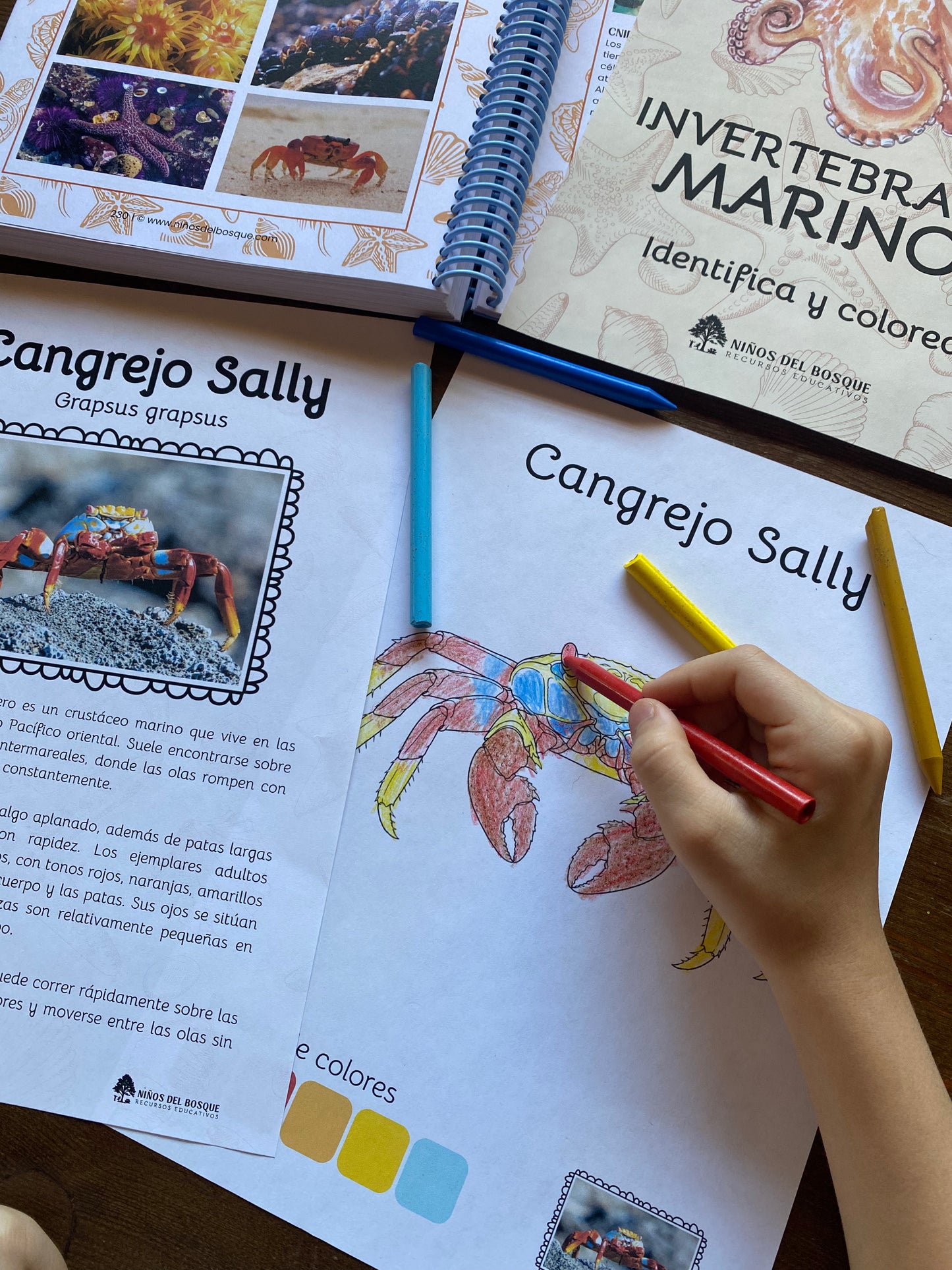 Libro colorear e identificar INVERTEBRADOS MARINOS