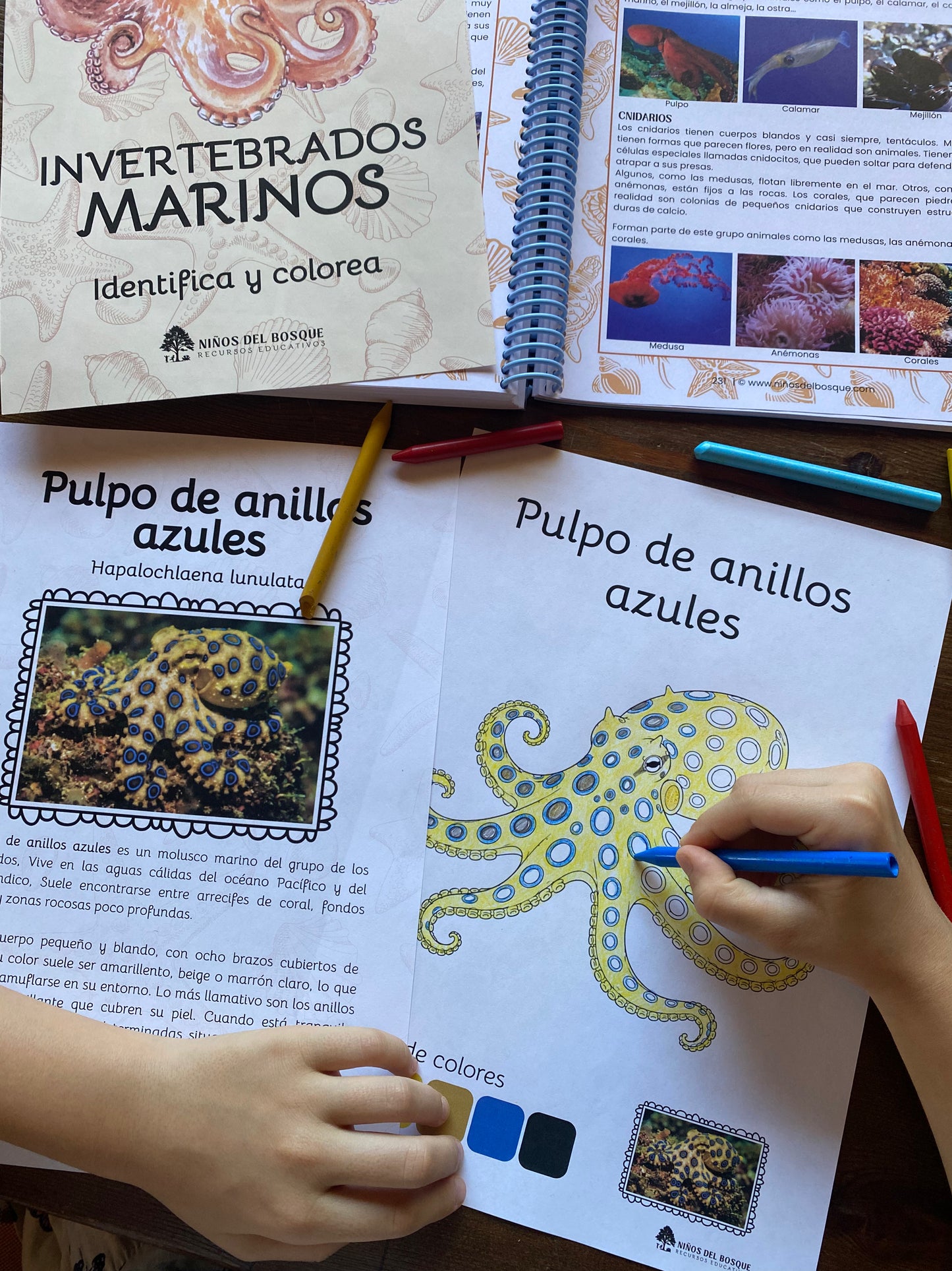 Libro colorear e identificar INVERTEBRADOS MARINOS