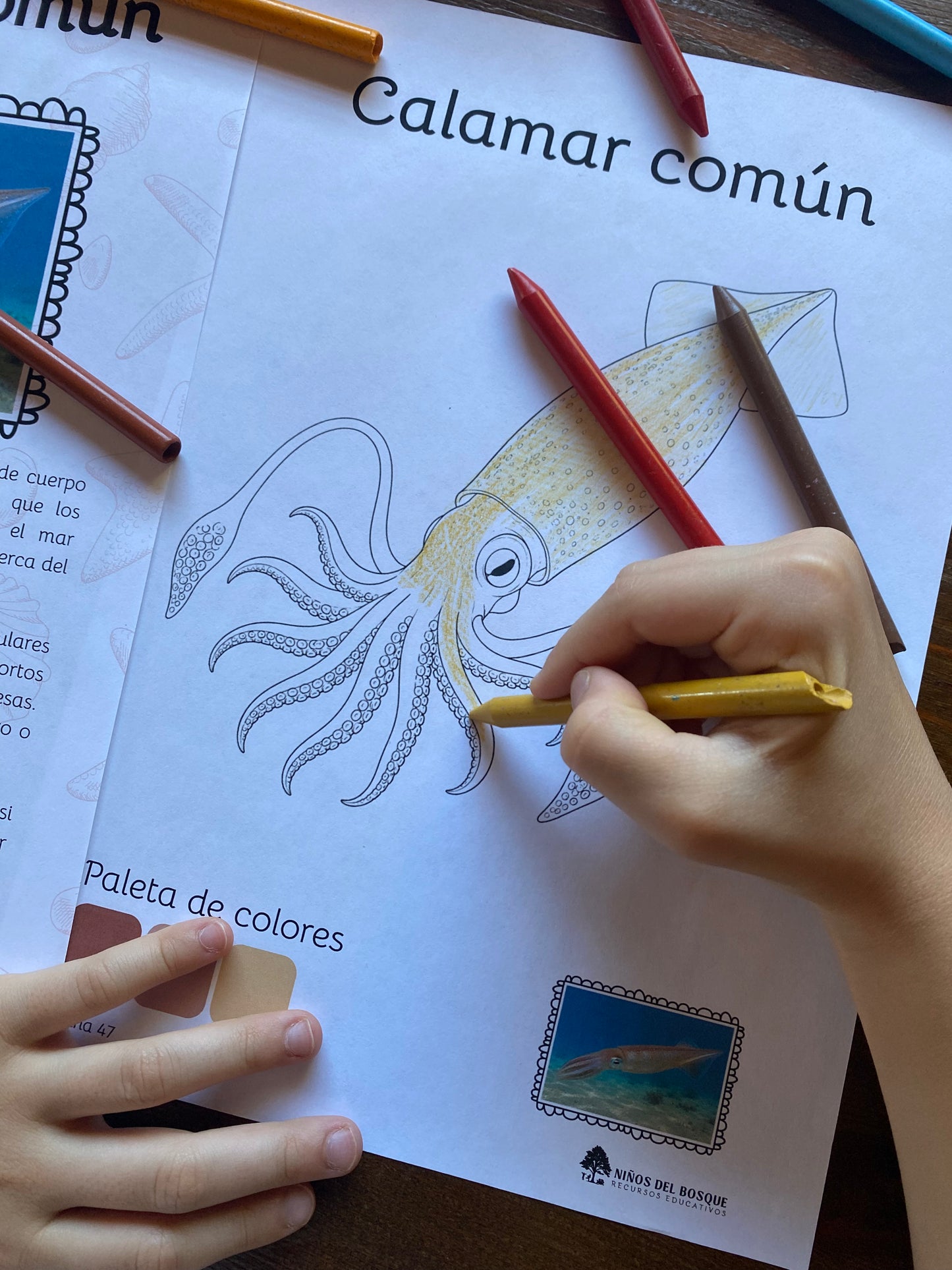 Libro colorear e identificar INVERTEBRADOS MARINOS
