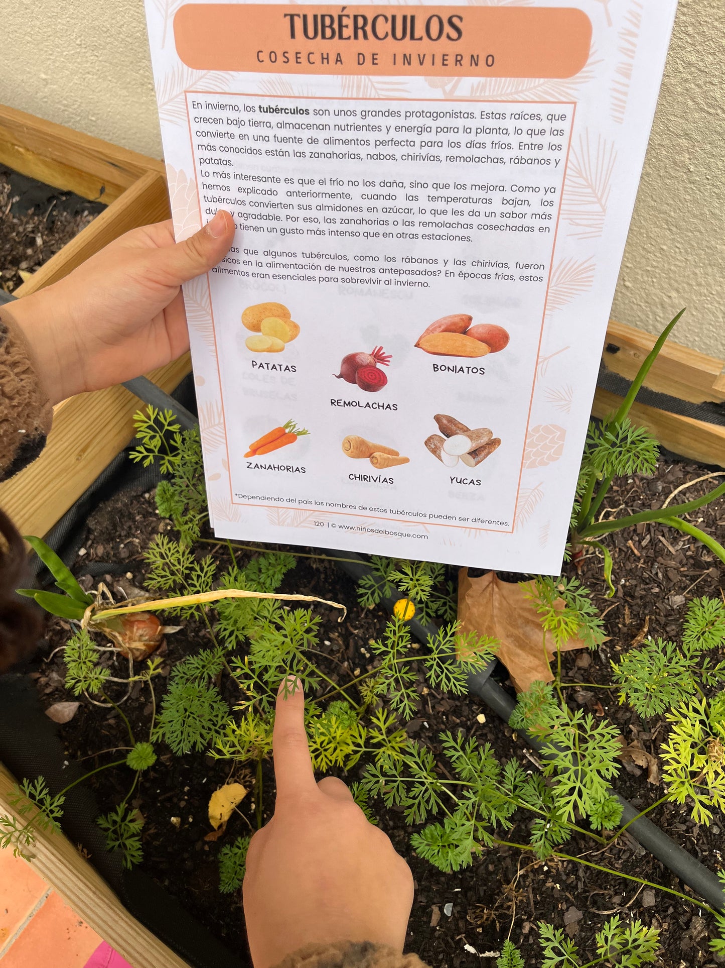 Ficha educativa sobre tubérculos de invierno para niños sostenida sobre un huerto, mientras una mano señala plantas que crecen en la tierra
