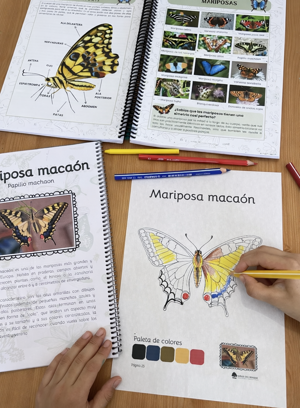 Libro para colorear e identificar INSECTOS