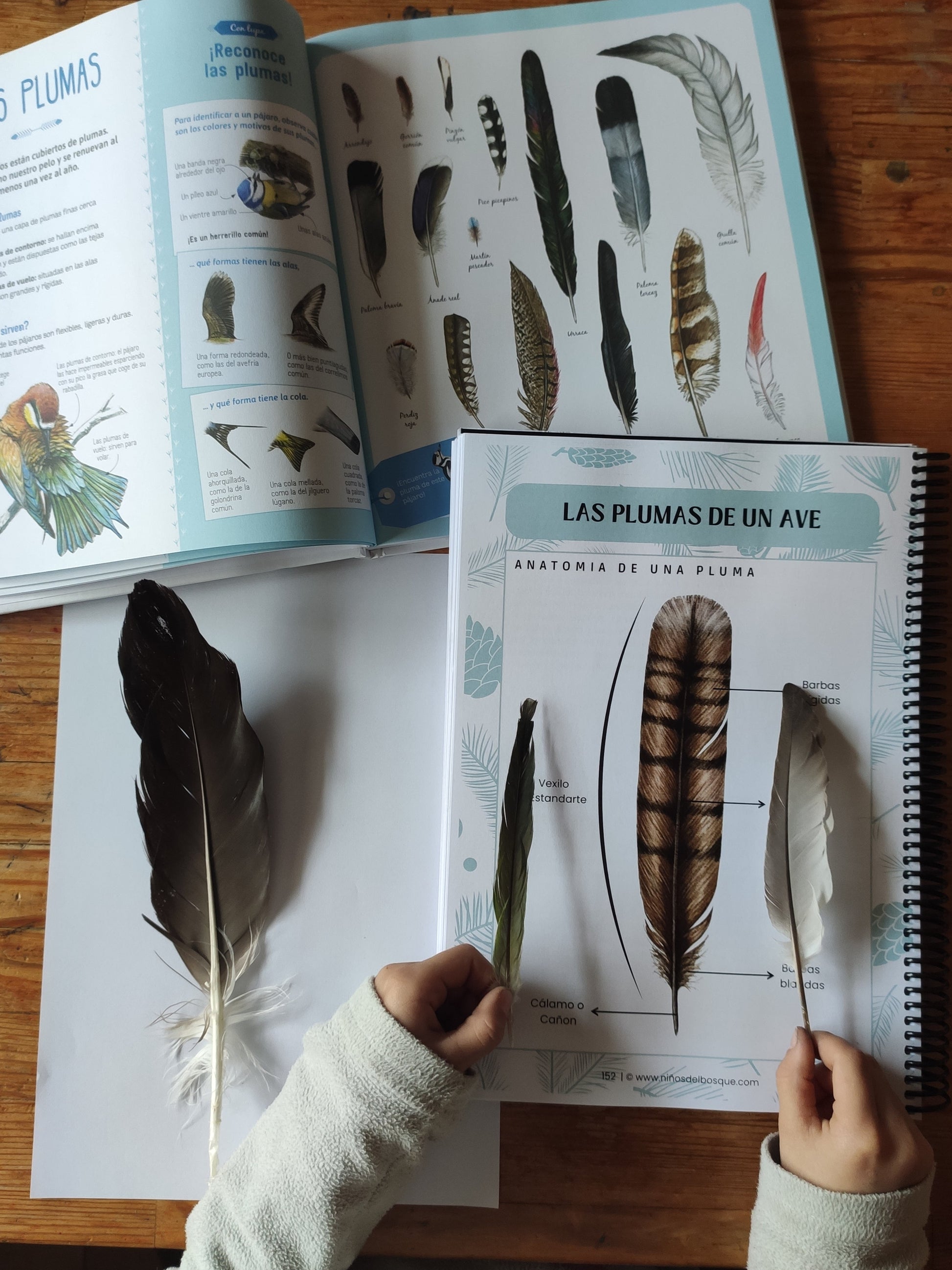 Niño clasificando plumas en una actividad de un cuaderno de naturaleza para niños, con libros de aves y plumas reales sobre la mesa