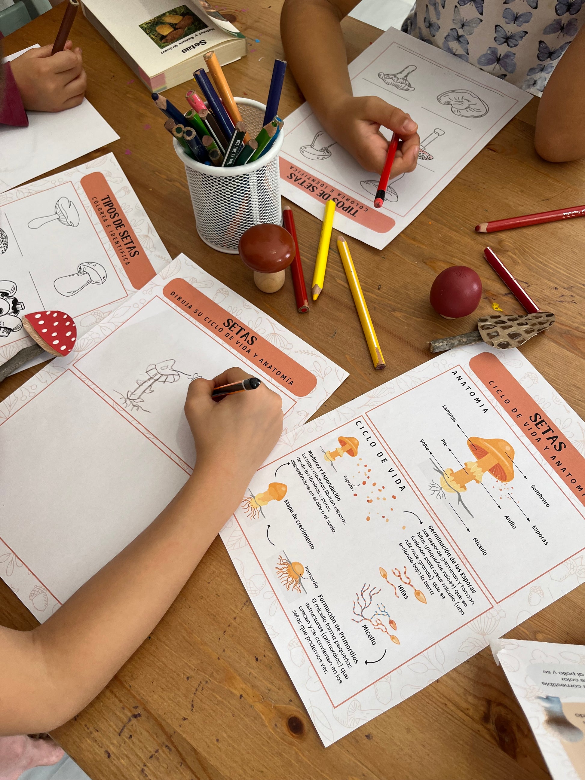 niños dibujando y aprendiendo sobre el ciclo de vida y la anatomía de las setas con láminas educativas de naturaleza