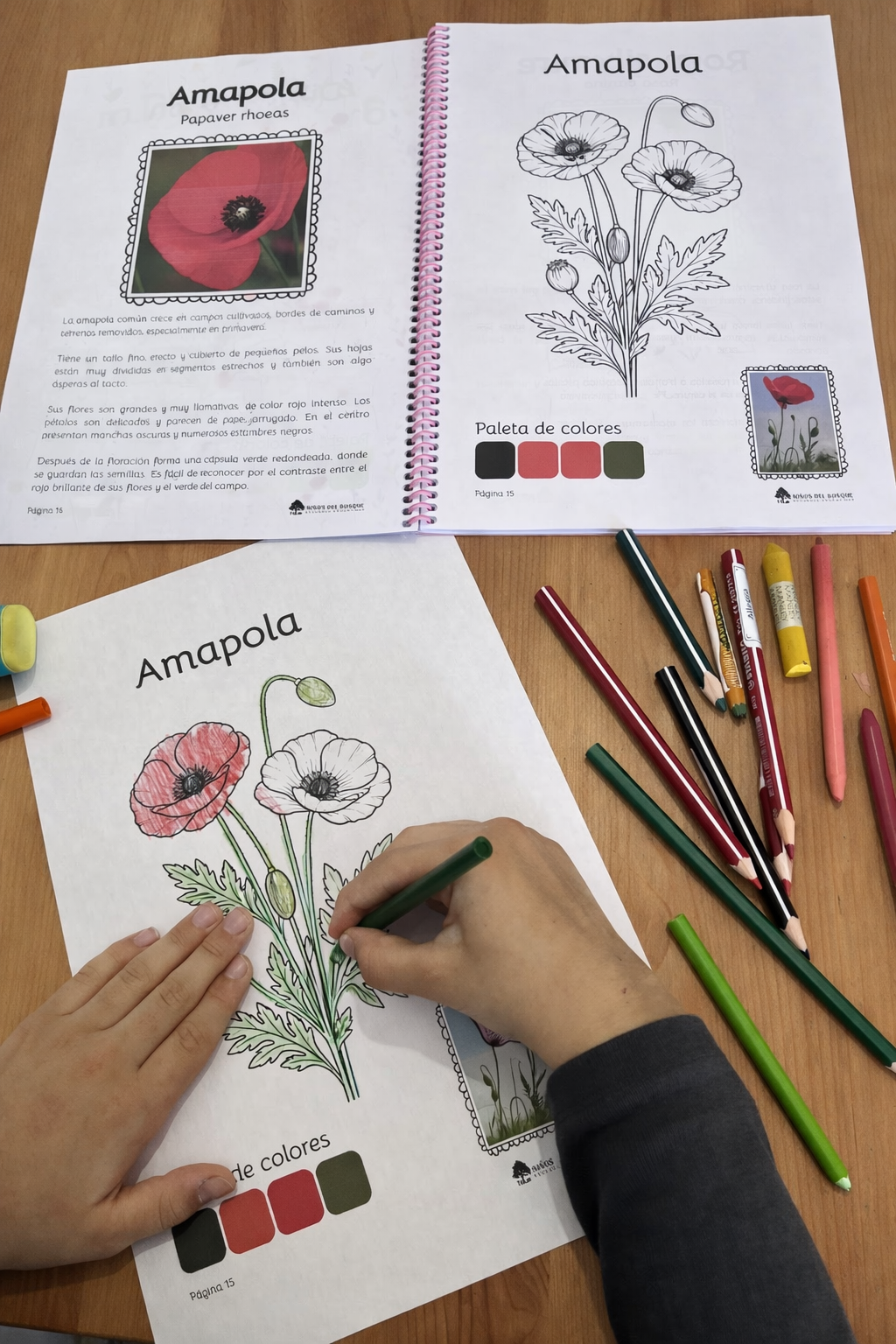 Colección para colorear: Aves, Flores silvestres e Insectos
