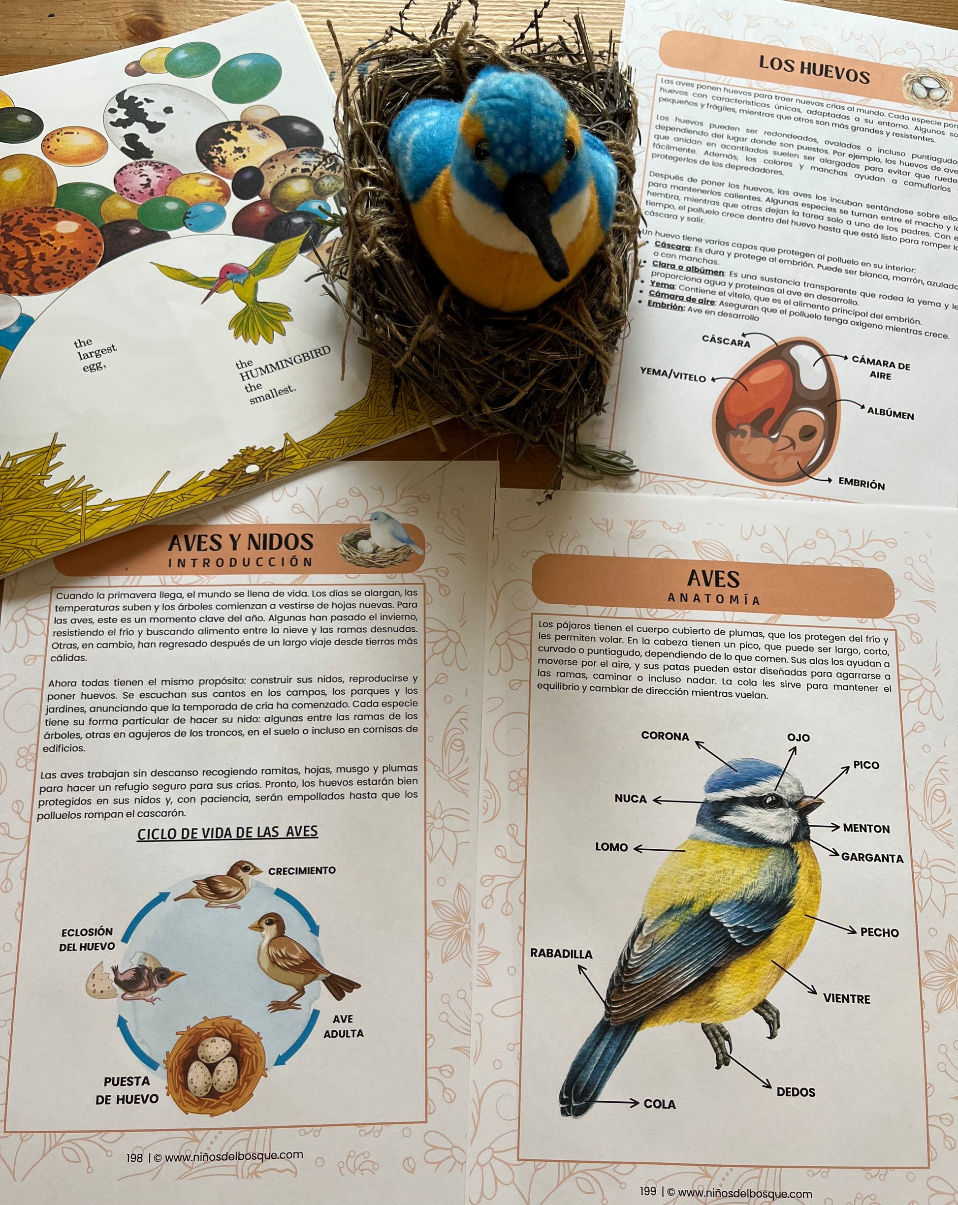 Páginas de una guía educativa de naturaleza para niños sobre aves y nidos, con ilustraciones del ciclo de vida, partes del ave y un nido con pájaro de juguete.