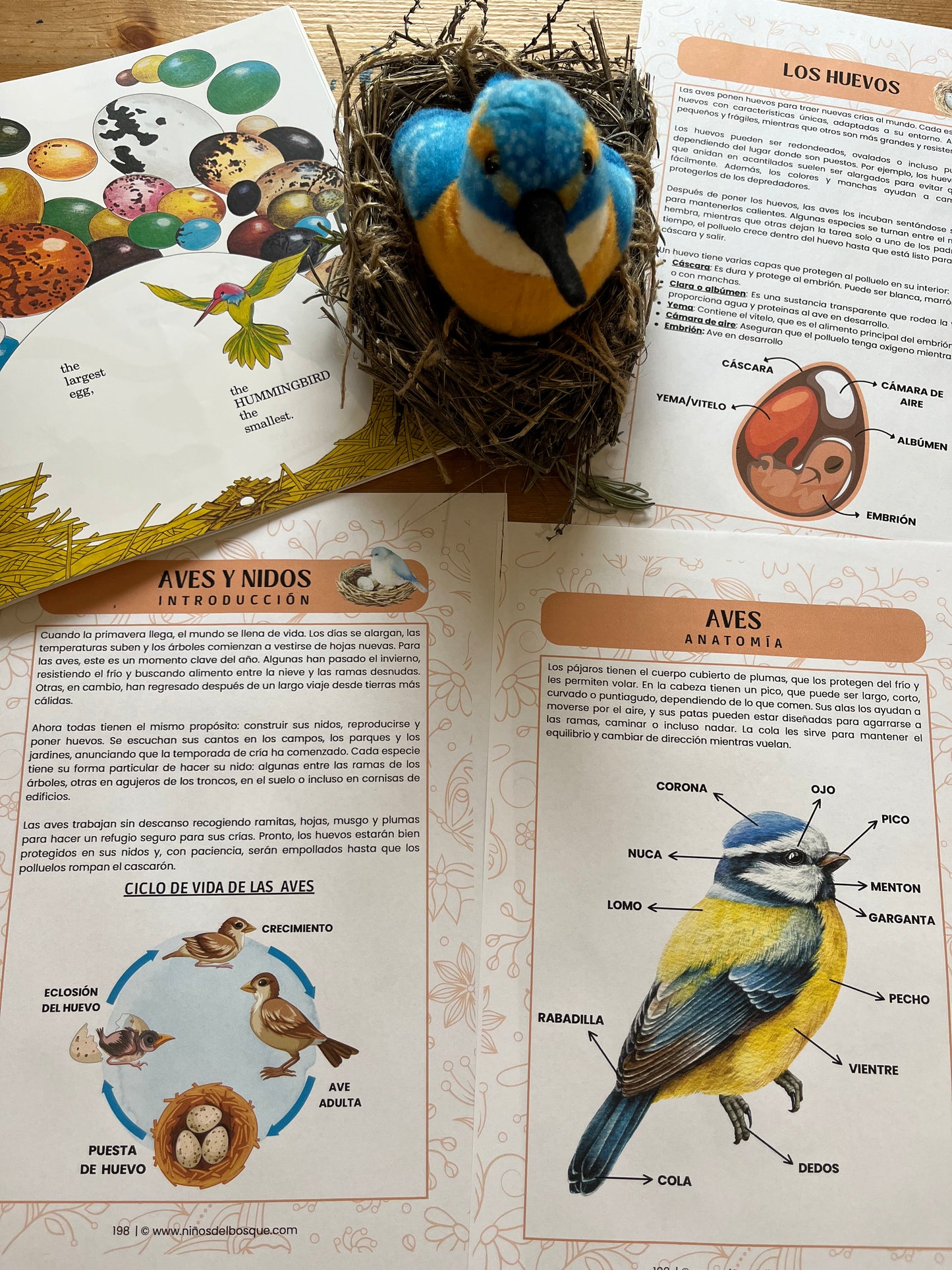 Páginas de una guía educativa de naturaleza para niños sobre aves y nidos, con ilustraciones del ciclo de vida, partes del ave y un nido con pájaro de juguete