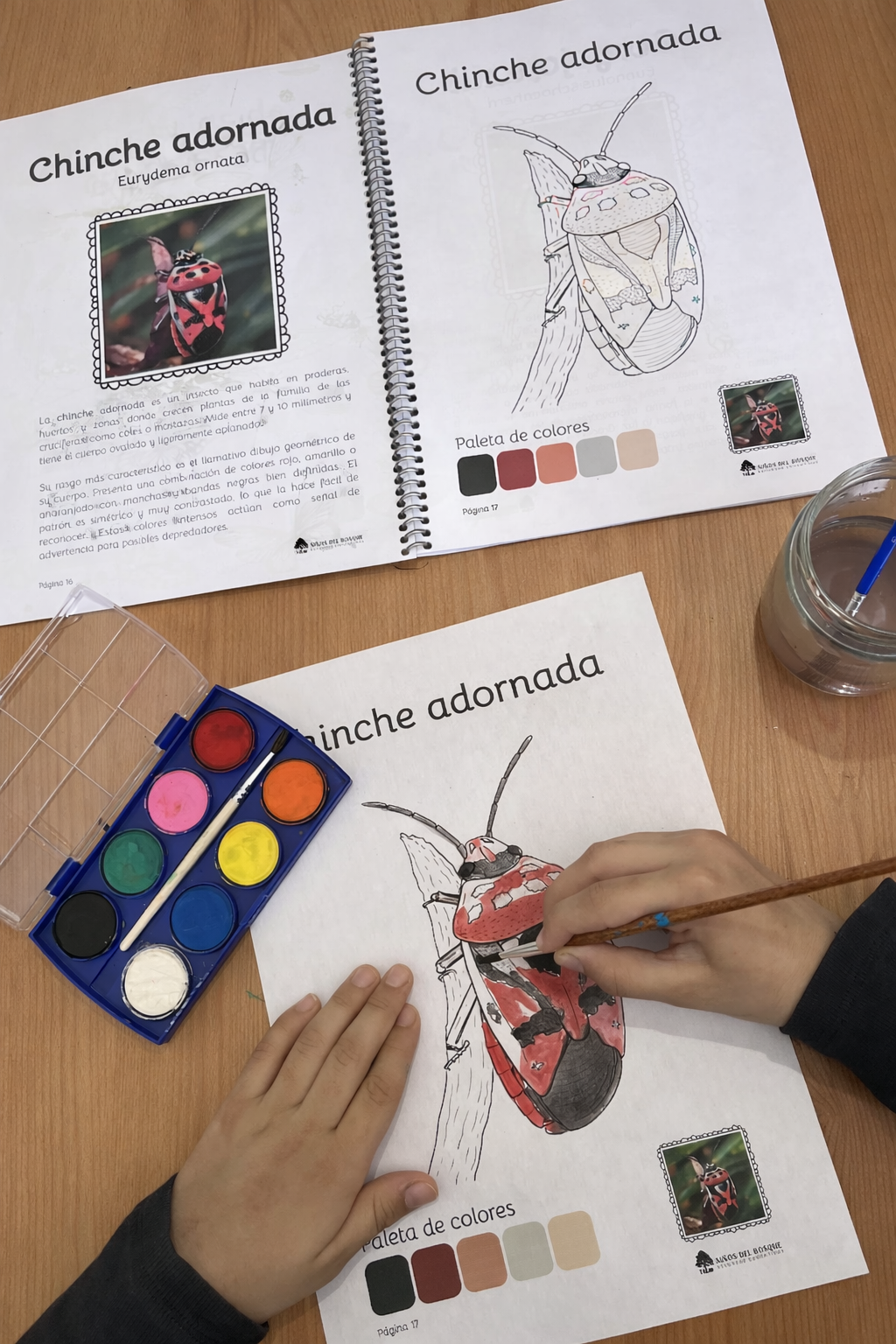 Libro para colorear e identificar INSECTOS